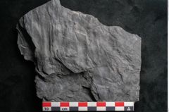 Foto (Detailansicht) von Noeggerathia palmaeformis Goeppert (NHMW-GEO-2024-0188-10736)